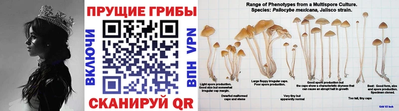 блэк спрут   Кулебаки  Псилоцибиновые грибы Psilocybine cubensis 